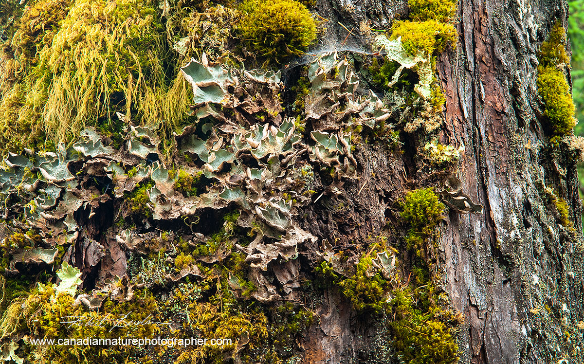 Tree from the West Coast of British Columbia showing a wide variety of lichen and moss  by Robert Berdan ©