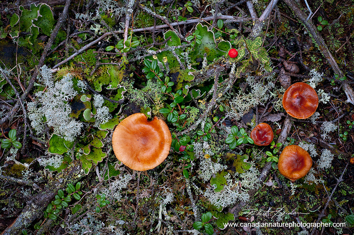 Lichen and moss growing on the Tundra along with mushrooms by Robert Berdan ©