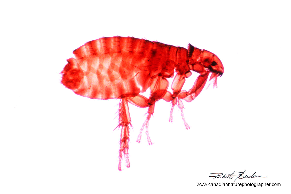 Dog flea photographed with bright field microscope by Robert Berdan ©