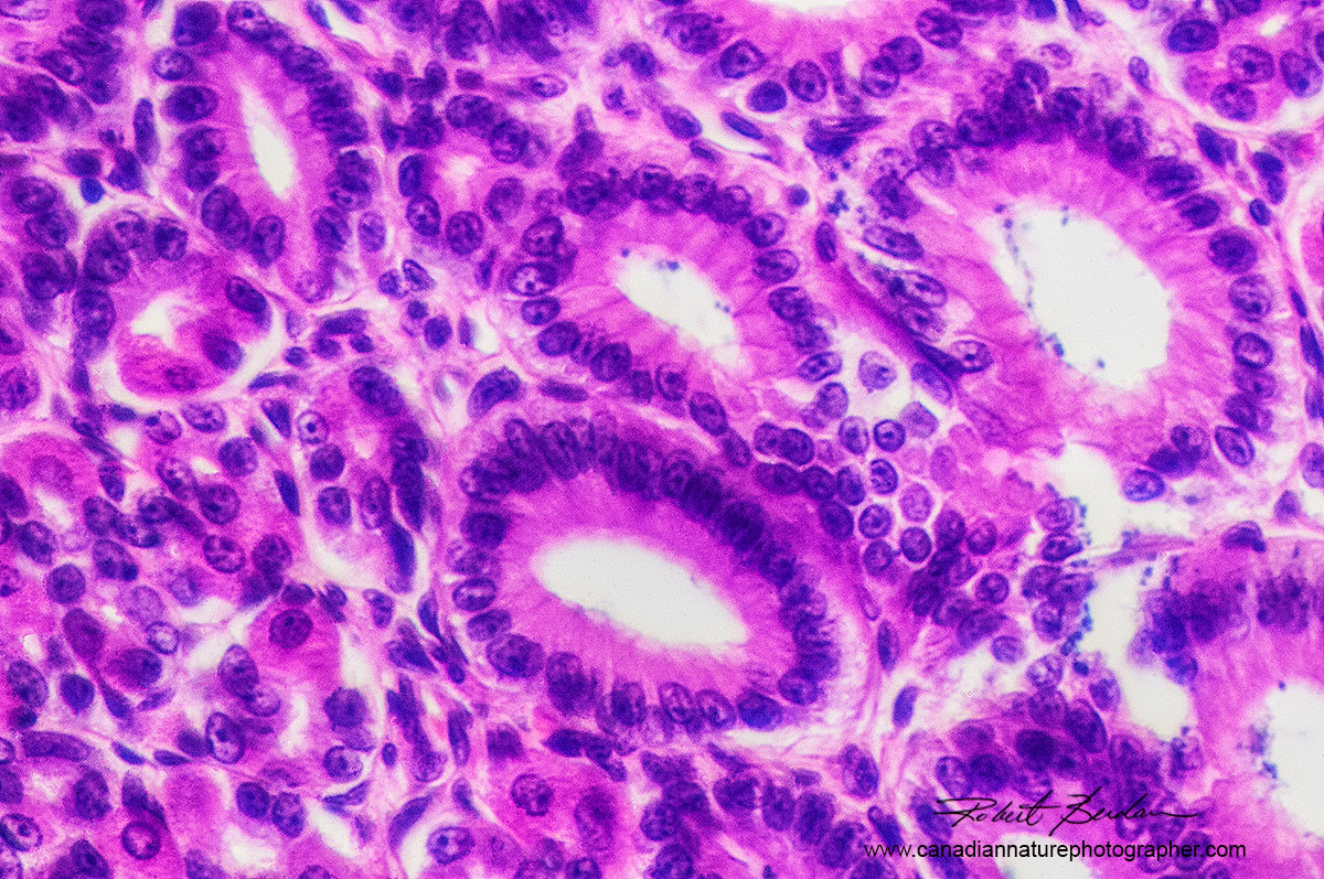 Tissue stained with Hematoxylin and Eosin from a prepared slide of large intenstine Robert Berdan ©