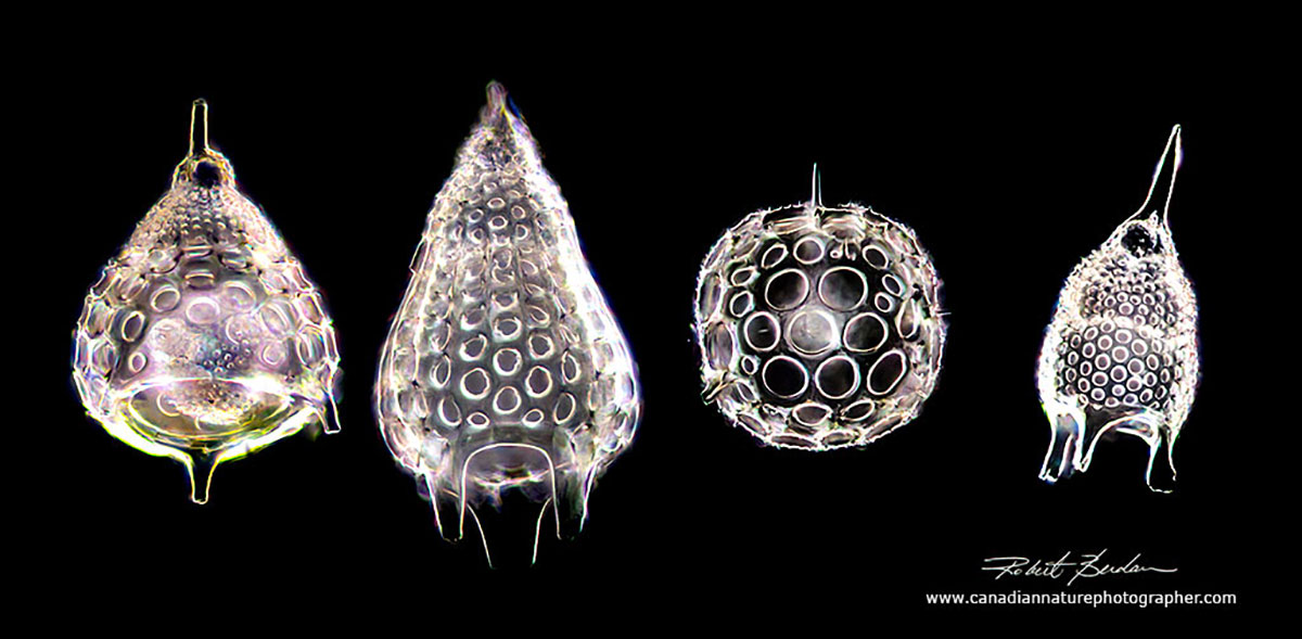 Radiolarian skeltons Robert Berdan ©