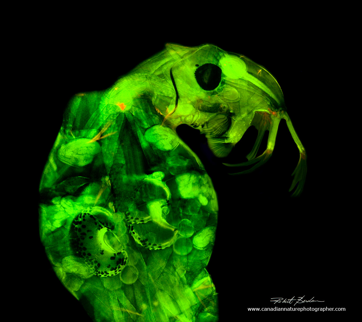 Chaoborus larva viewed by Fluoroscence microscopy Robert Berdan ©