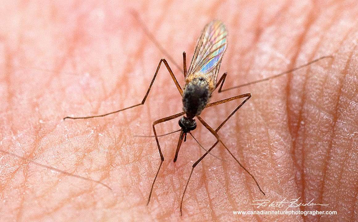 mosquito sucking blood from human Robert Berdan ©