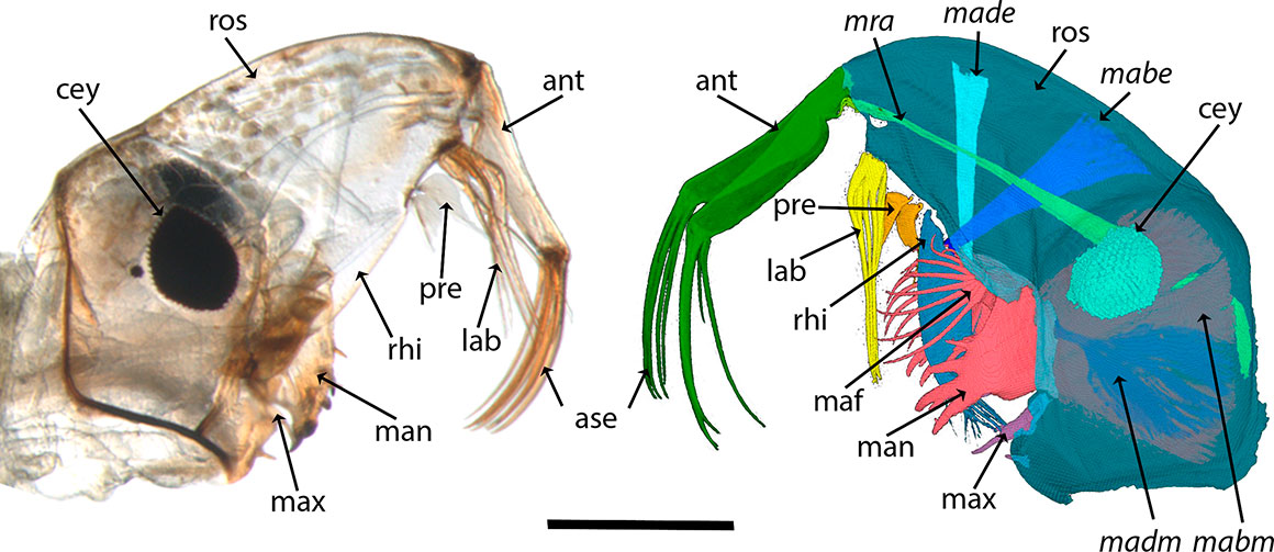 Chaoborus obscuripes larval head morphology