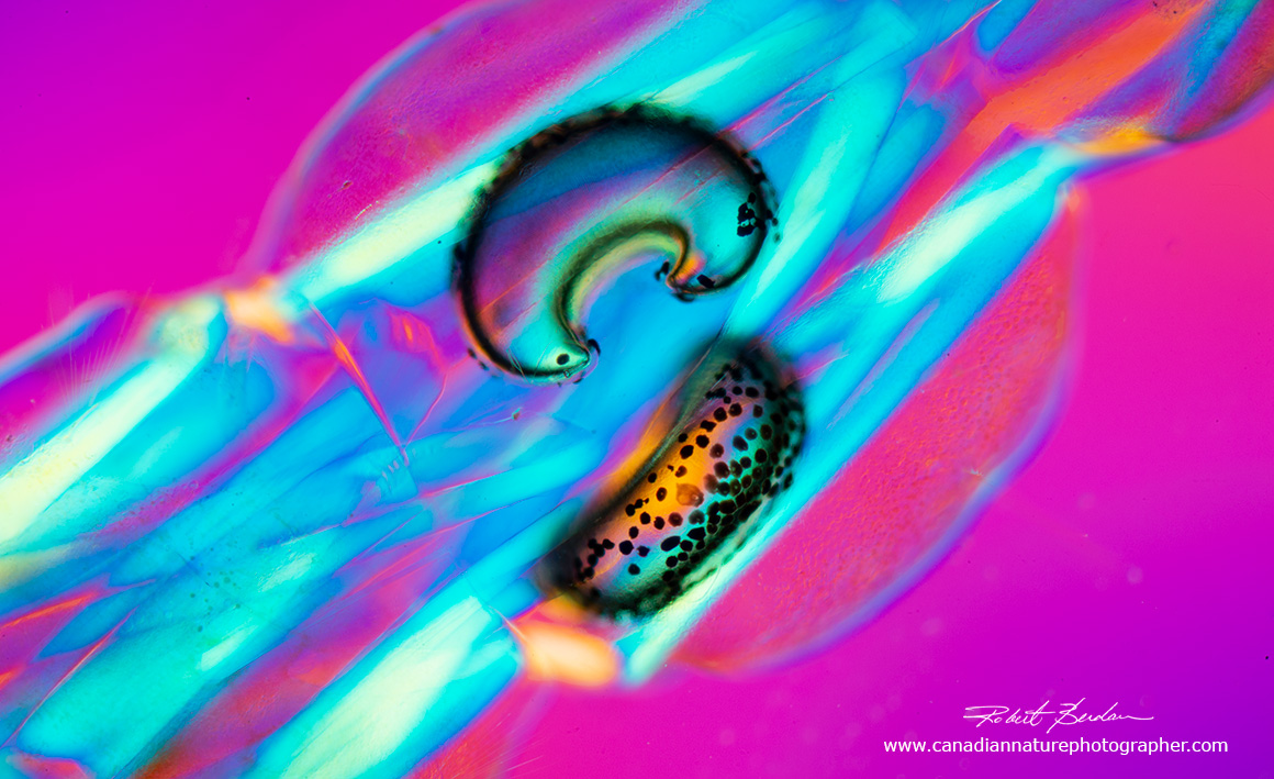 posterior air sacs in Chaoborus sp. 200X using polarization microscopy Robert Berdan ©