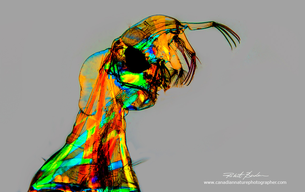 Chaoborus larva in polarized light with the polarizing filters Robert Berdan ©