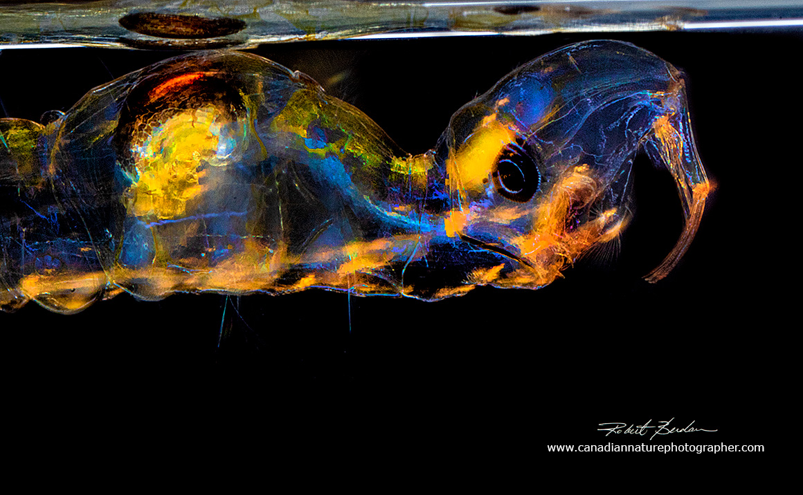 Chaoborus larva floating just below the water surface  Robert Berdan ©