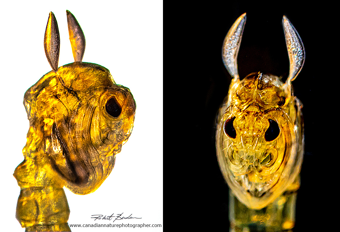 Chaoborus pupa by bright field microscopy Robert Berdan ©