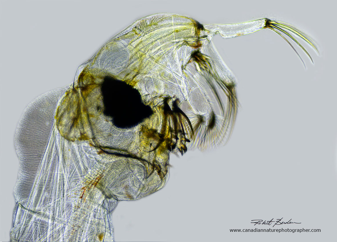 Head of Chaoborus photographed by Phase contrast microscopy.100X Robert Berdan 