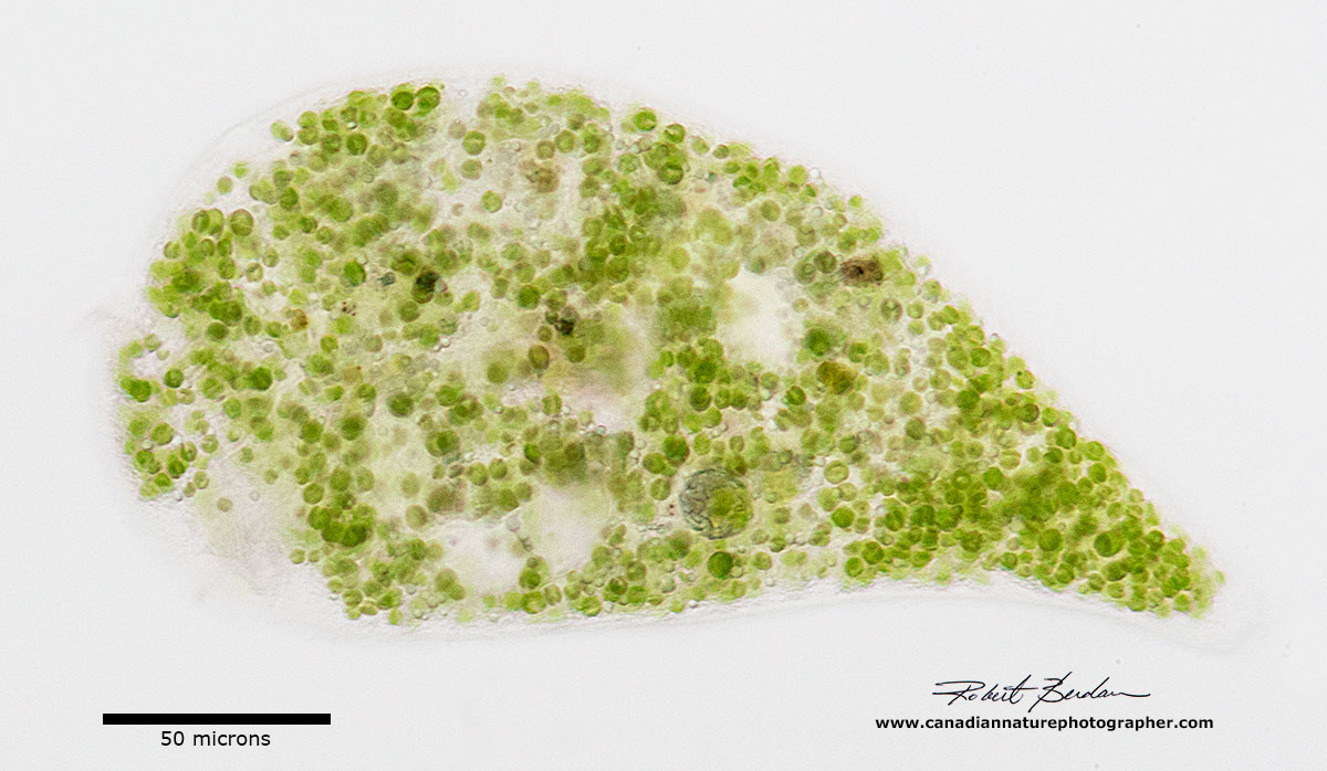Stentor polymorphus with endosymbiotic algae  by Robert Berdan ©