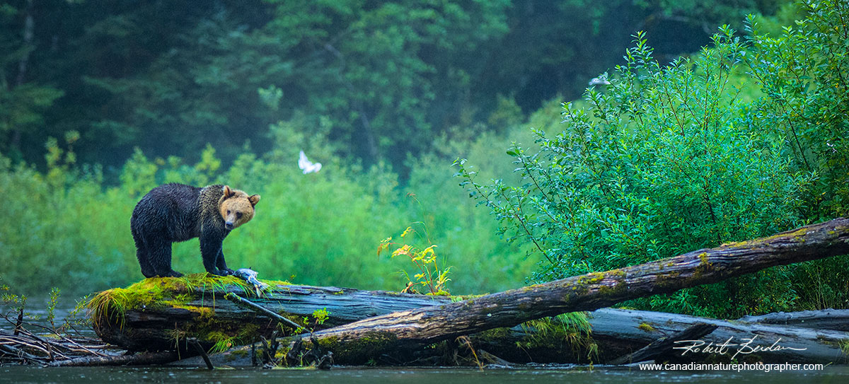 Grizzly Bear with Salmon, Great Bear Rainforest, British Columbia.  by Robert Berdan ©
