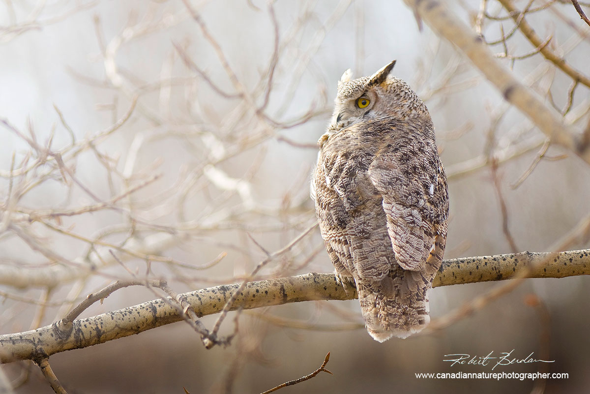 Great horned owl photographed near my home in Silversprings, Calgary, Alberta. by Robert Berdan ©