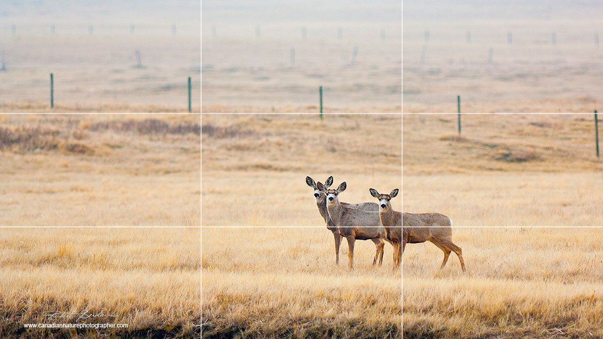 Three mule deer located at approximately 1/3 position in the picture - rule of thirds by Robert Berdan ©
