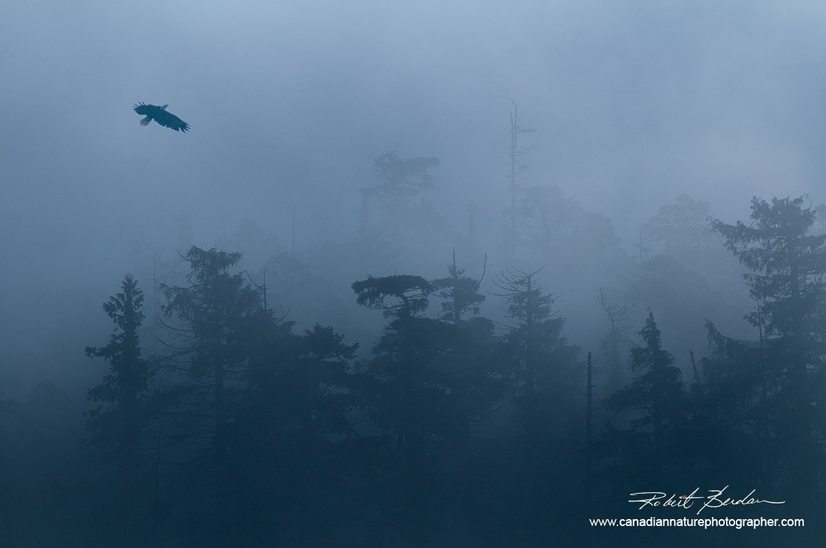 Eagle in early morning fog in the Great Bear Rainforest, British Columbia by Robert Berdan ©