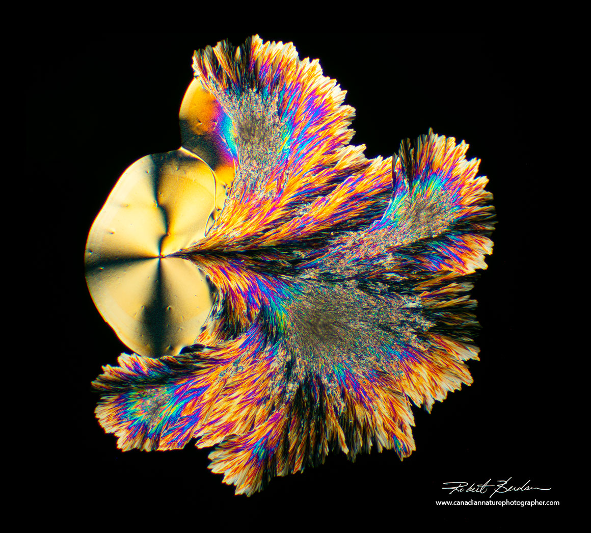 Vitamin C crystal  polarized light microscopy by Robert Berdan ©