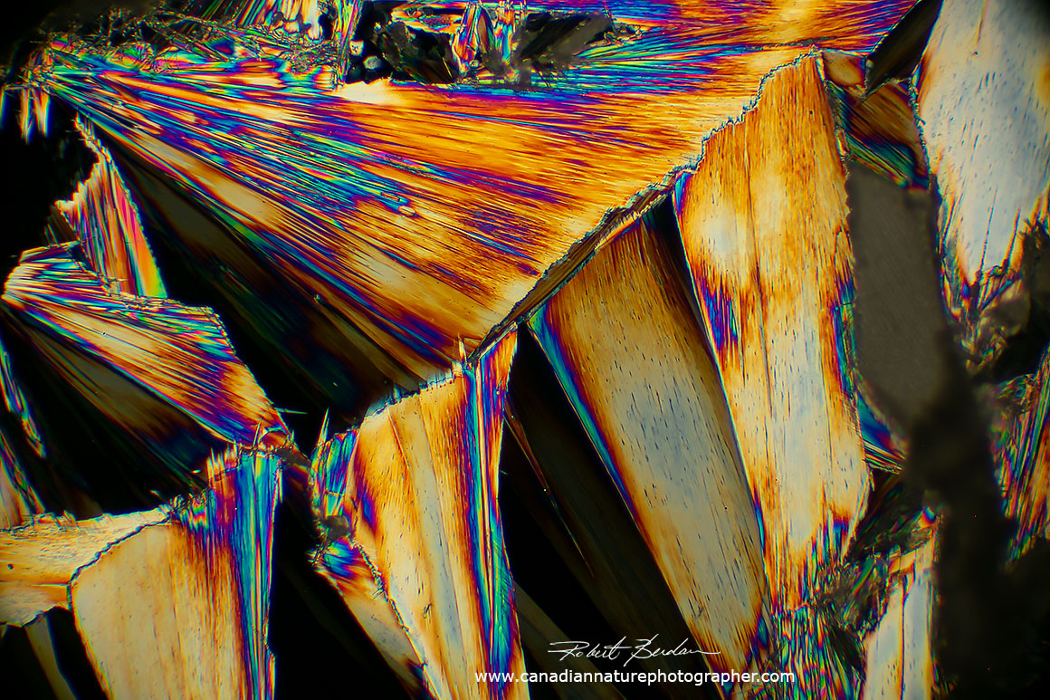 caffeine crystals tha are leaf-like produced by the melt method. Polarized light microscopy 40X Robert Berdan ©