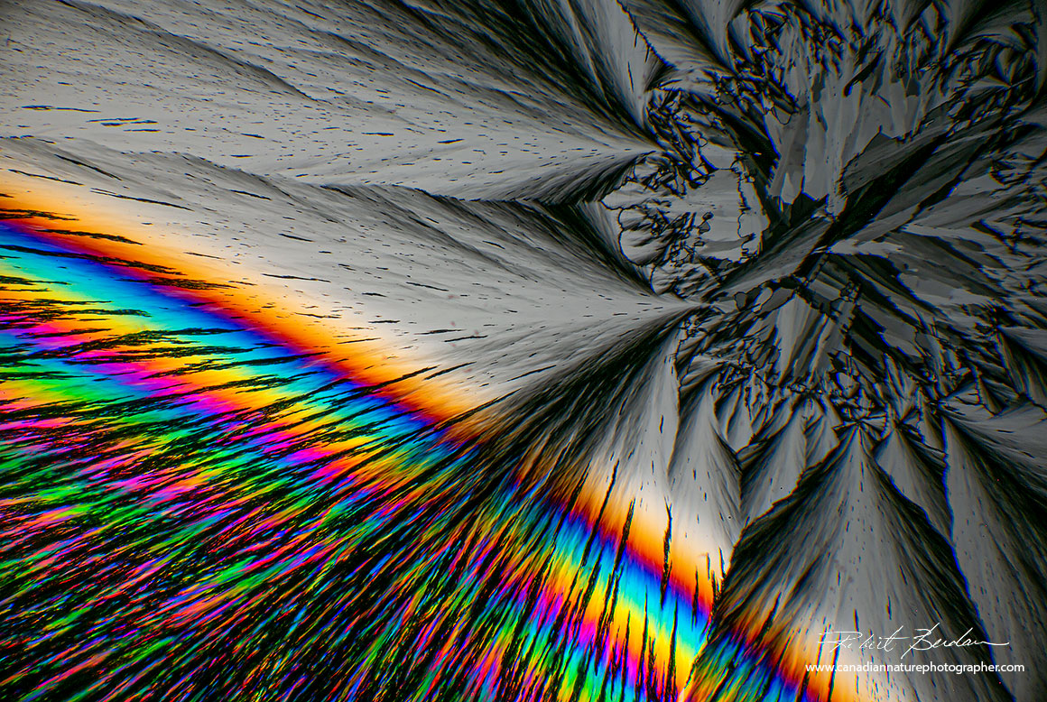 Vitamin C crystal in polarized light microscopy Robert Berdan ©
