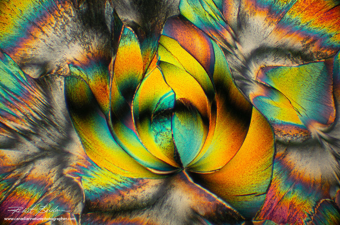 Beta-Alanine and Glutamine in ethanol\water 100X polarized light microscopy by Robert Berdan ©