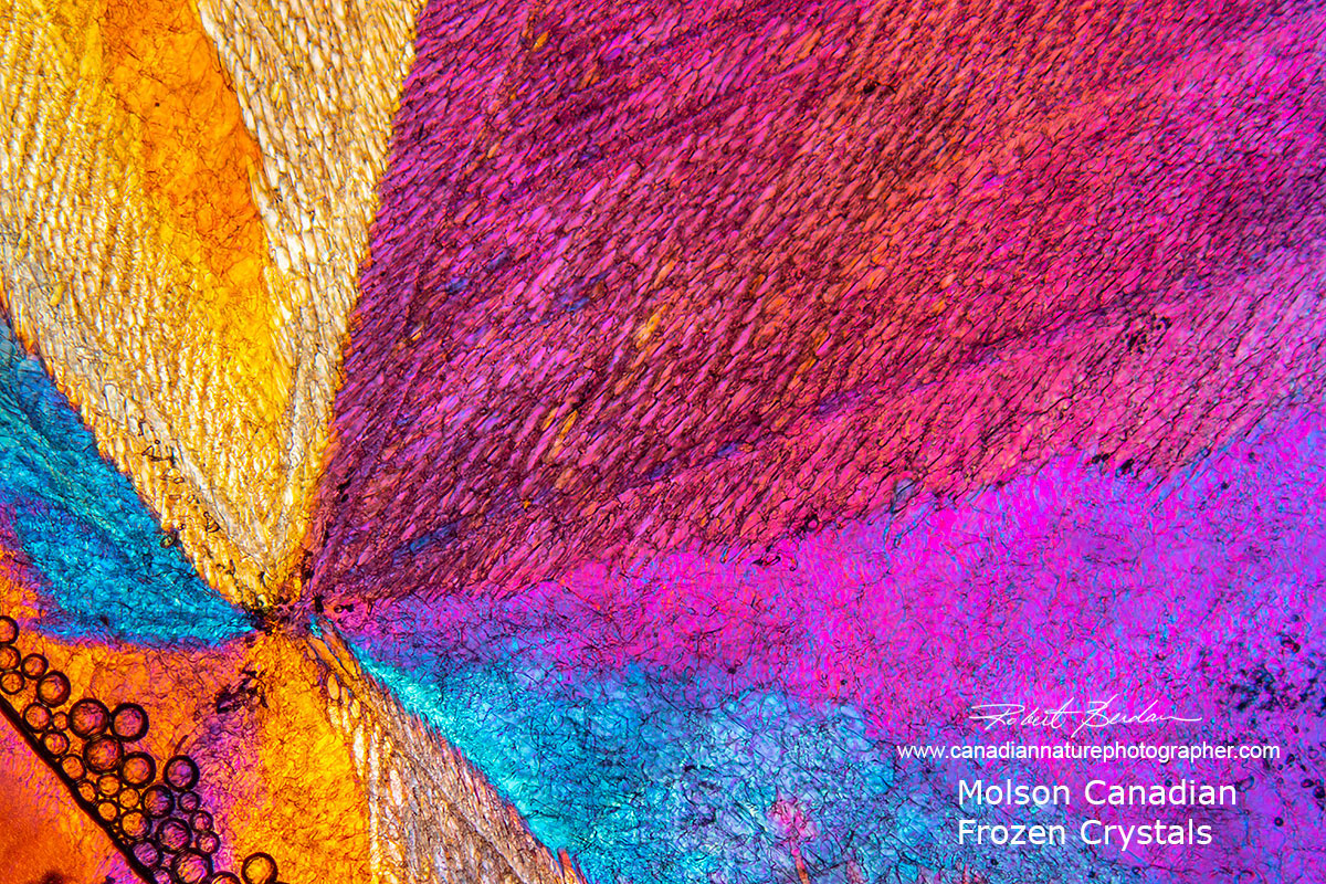 Molson Canadian beer frozen and examined with DIC microscopy 50X Robert Berdan ©