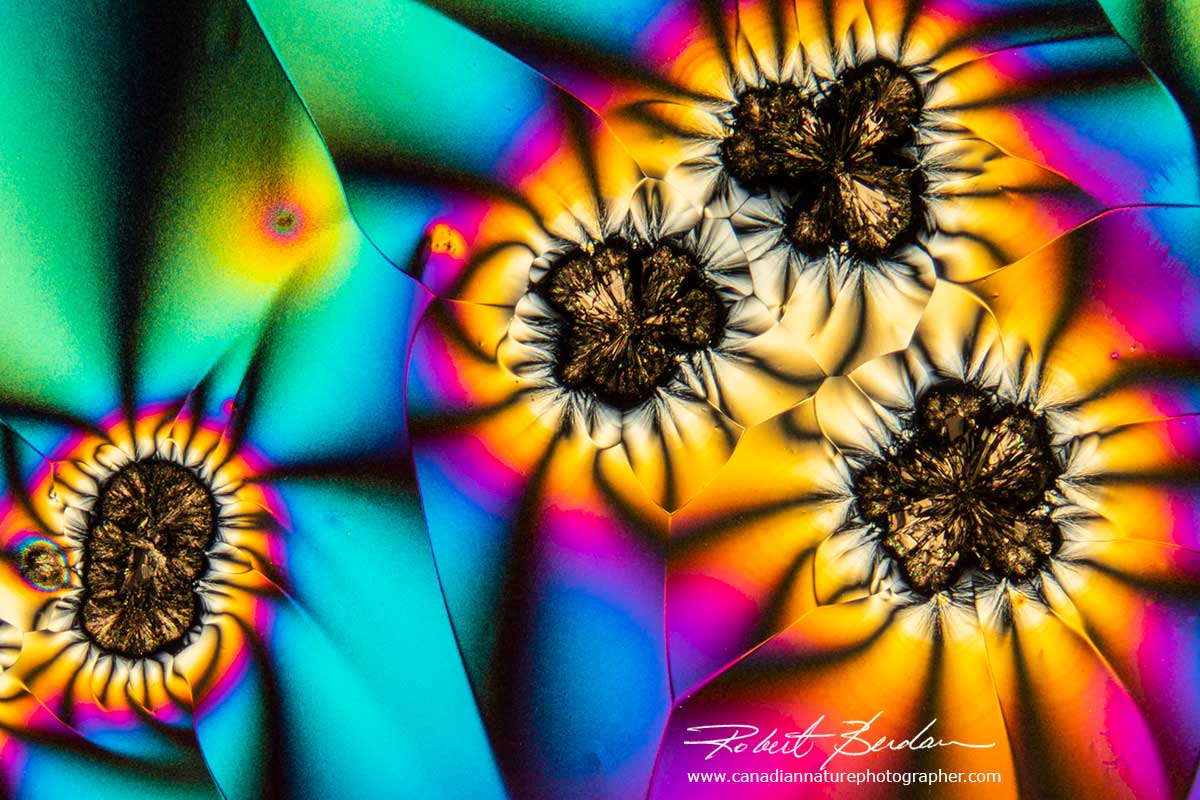 Vitamin C crystals that appear flower-like by polarized light microscopy  by Robert Berdan ©