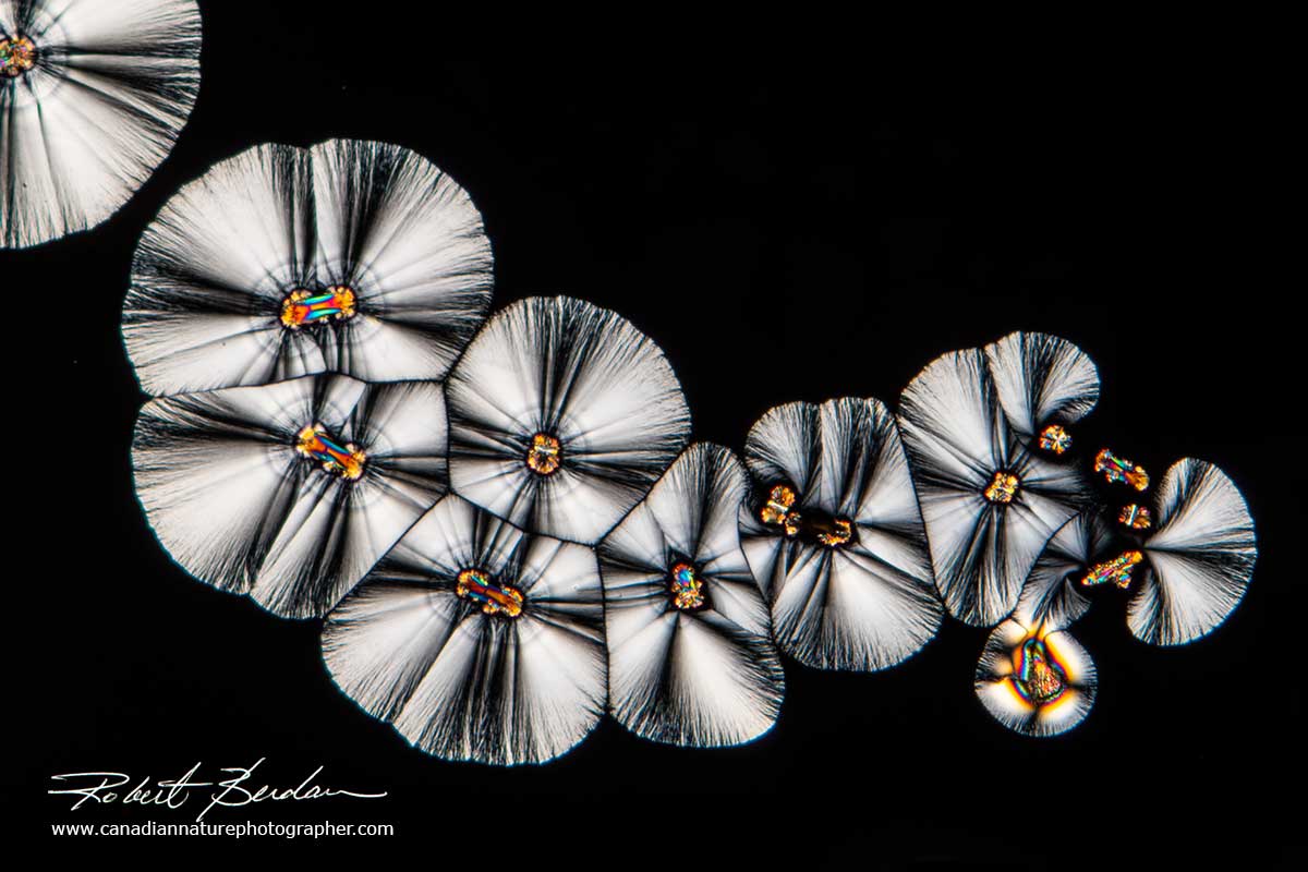 Vitamin C crystals by Polarized light microscopy  Robert Berdan ©