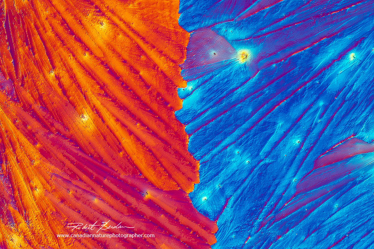 Beer crystals photographed with DIC microscopy Robert Berdan ©