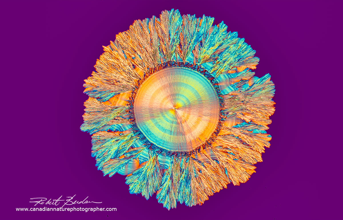 Sun shaped spherulite of Vitamin C 100X. DIC microscopy Robert Berdan ©