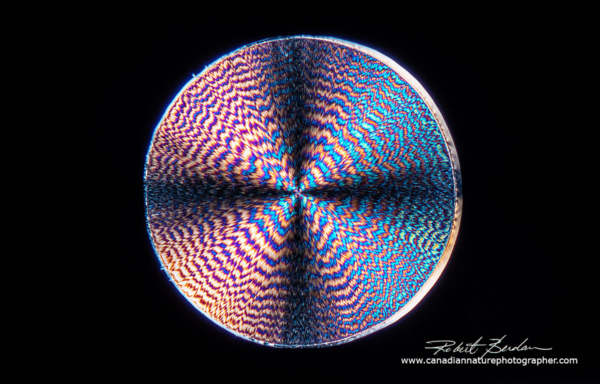 vitamin C crystal with a circular shape (Spherulite), complex pattern inside and Maltese cross - Polarized light 100X Robert Berdan ©