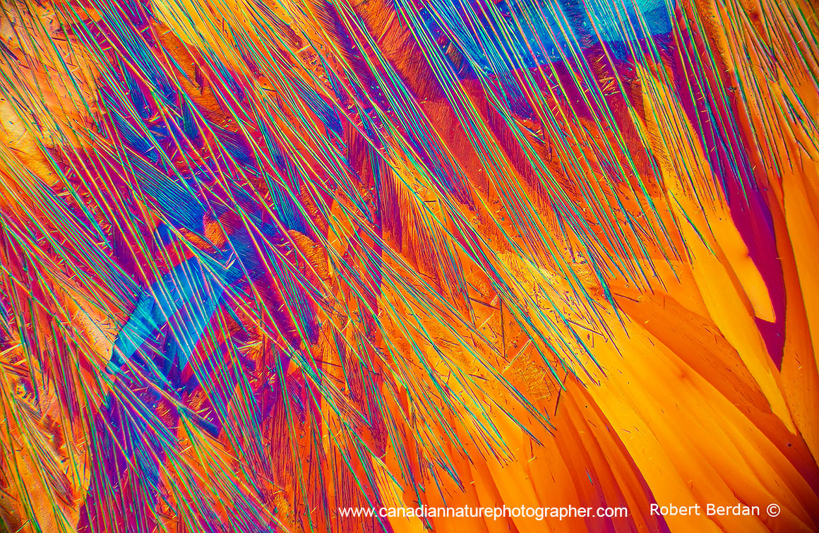 Caffeine crystals viewed in polarized light and use of full wave plate 40X by R. Berdan ©