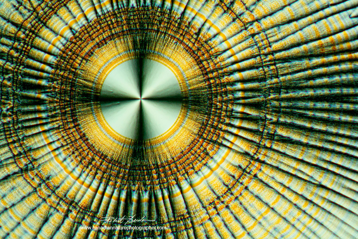 Vitamin C crystal viewed wiht a polarizing microscope by R. Berdan ©