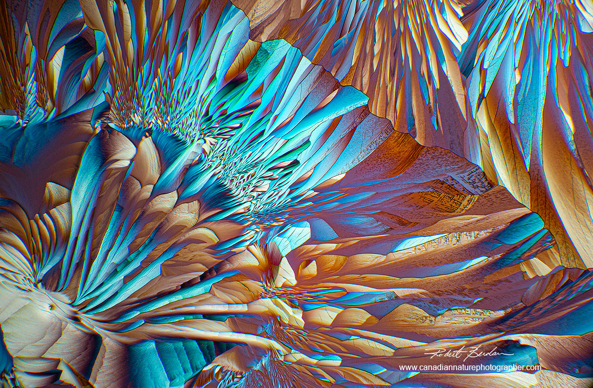 B –Alanine and Glutamine  crystals by polarized light microscopy R. Berdan ©