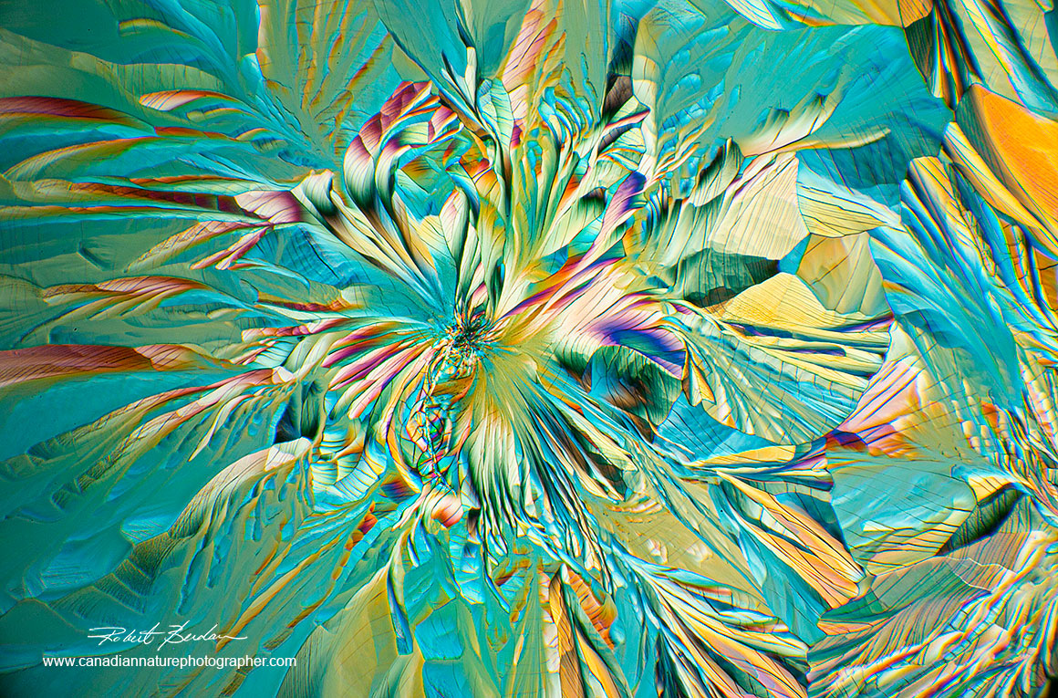 Beta-Alanine and Glutamine crystals form flower-like shapes when crystallized and viewed with polarized light and a wave plate by R. BErdan ©