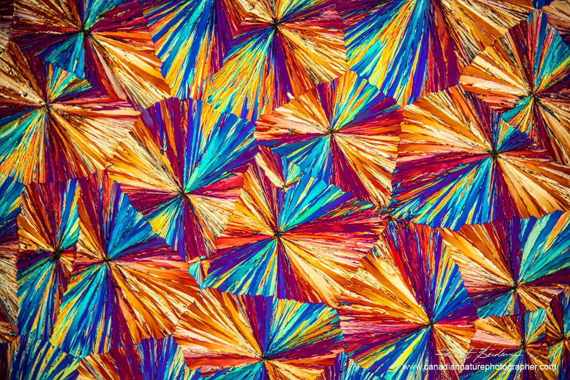 Tylenol crystals in polarized light microscopy by Robert Berdan ©
