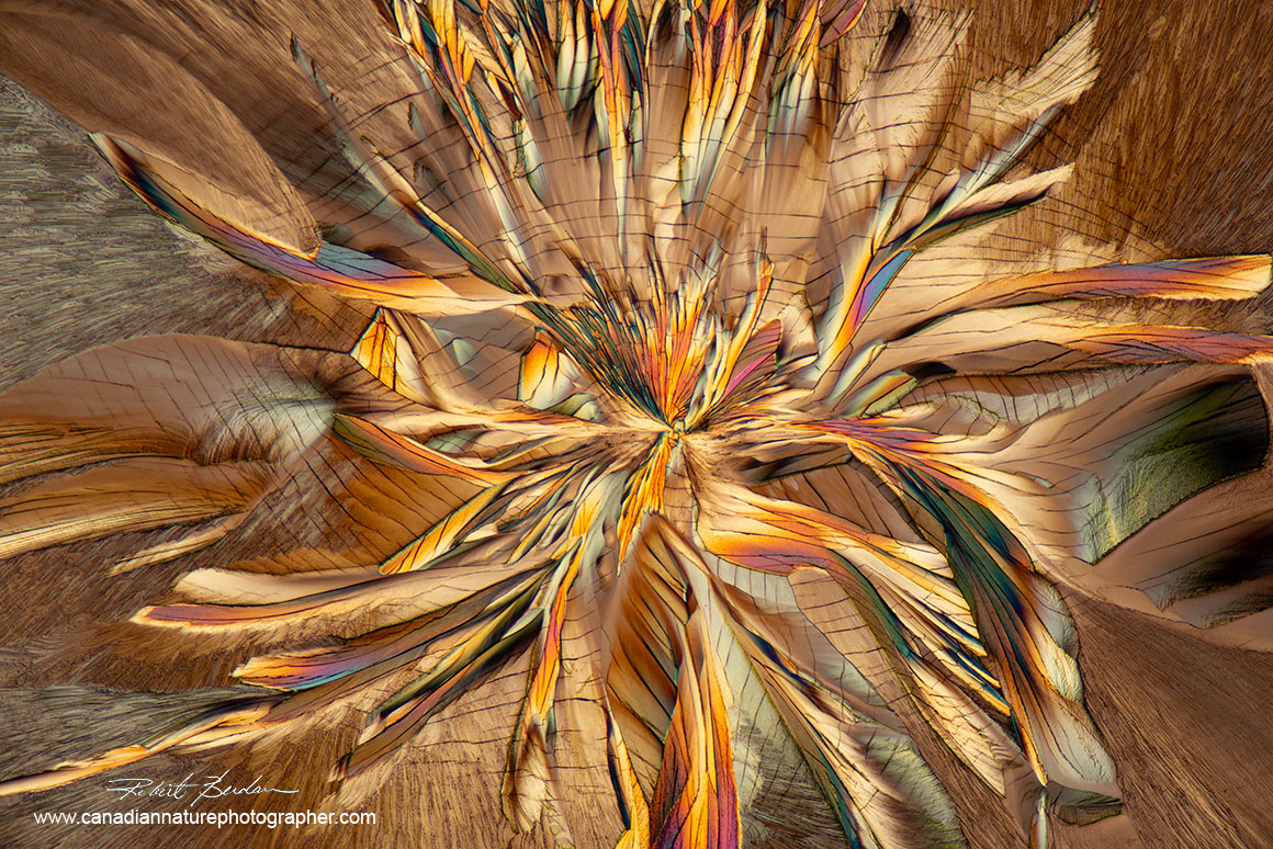 lanine and Glutamine 40X as viewed in a polarizing microscope with a wave plate by Robert Berdan ©