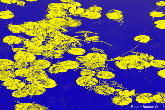 Lilly pads false colored by Robert Berdan ©