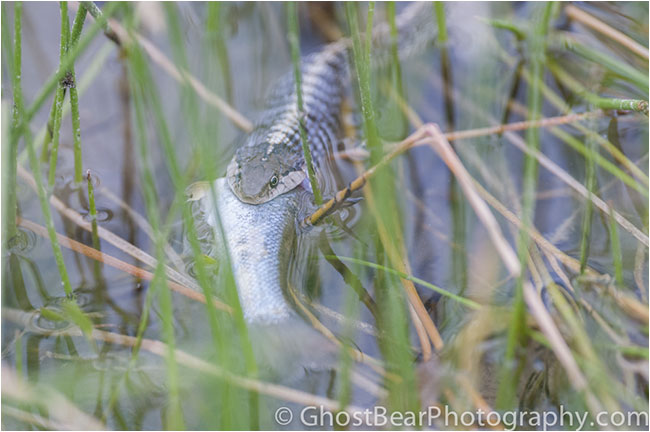 Snake with fish in mouth by Simon Jackson ©