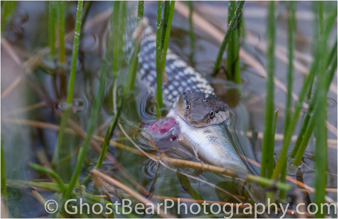 Snake with fish by Simon Jackson ©