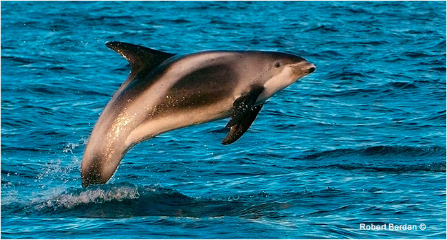 White-beaked dolphin by Robert Berdan ©