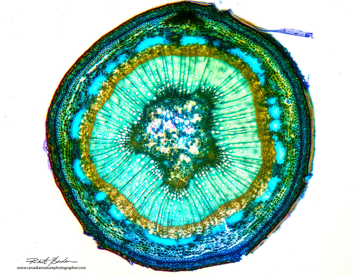 Cross section of a popular tree branch, stained with Toluidine blue and viewed by bright field microscopy by Dr. Robert Berdan ©