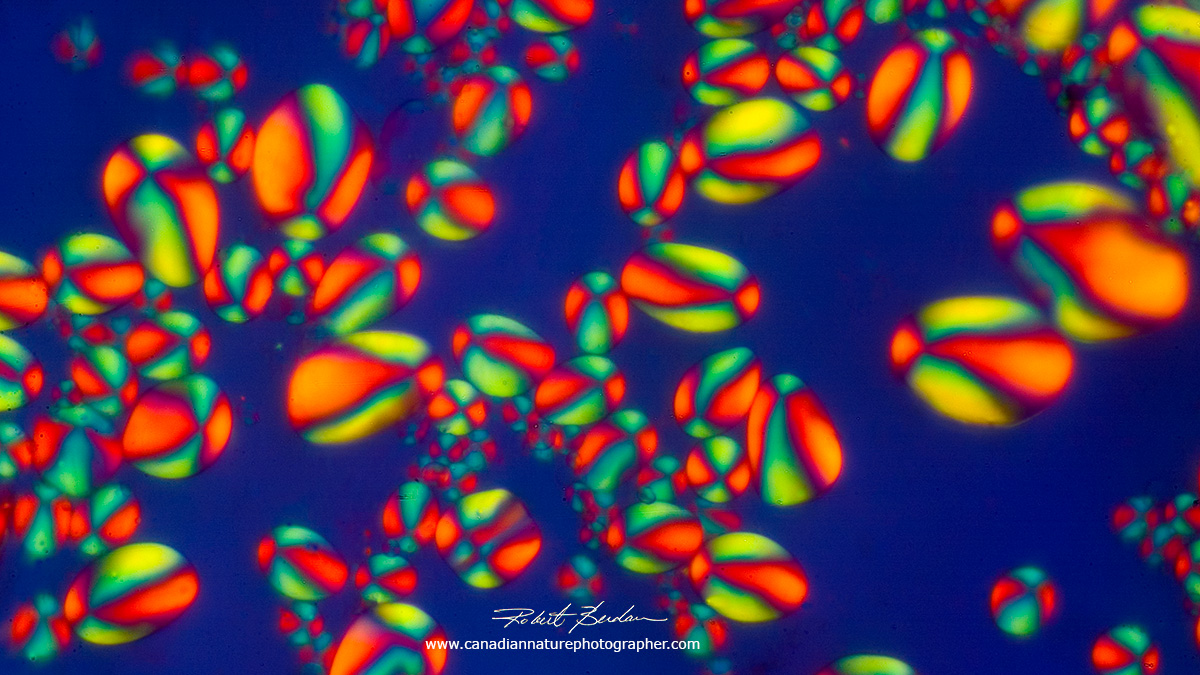 Potato starch grains viewed with a Polarizing microscope and a full wave plate by Dr. Robert Berdan ©