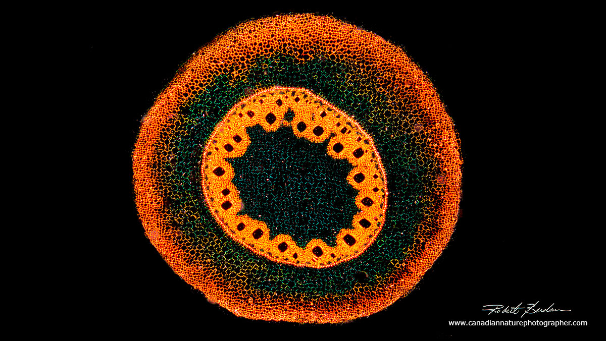 Corn root section by dark-field microscopy by Dr. Robert Berdan ©