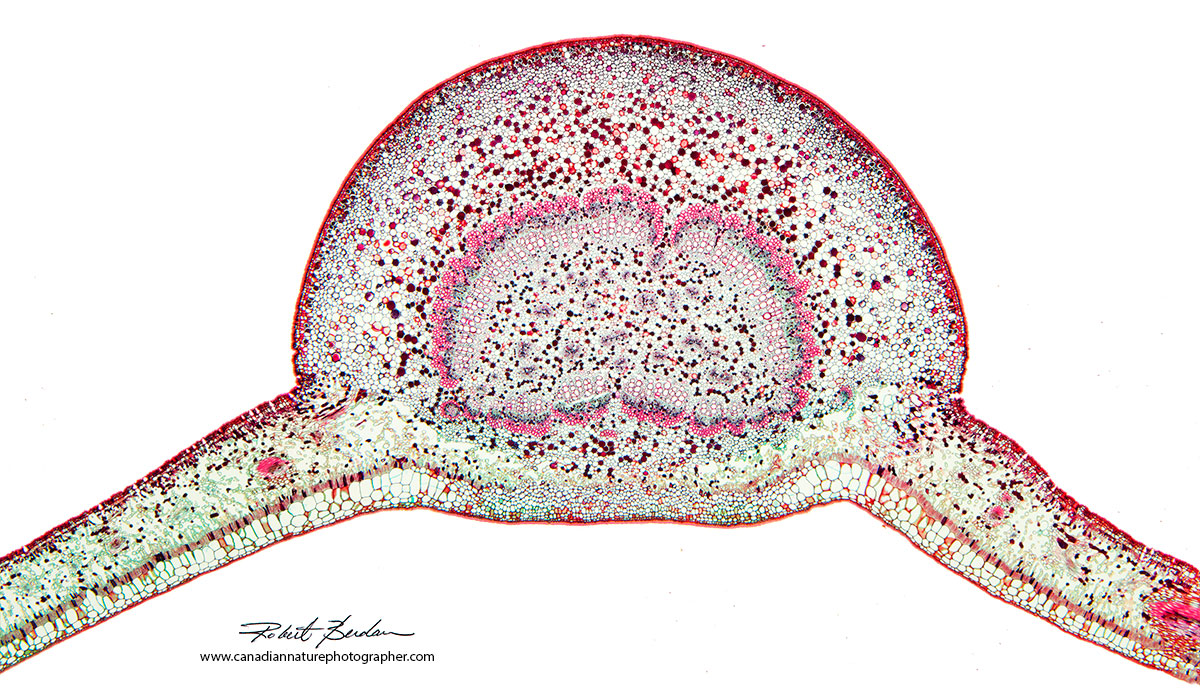 Cross section of a leaf (200X)  by Dr Robert Berdan ©