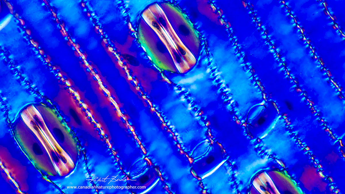 Stomata by polarized light microscoy Robert Berdan ©
