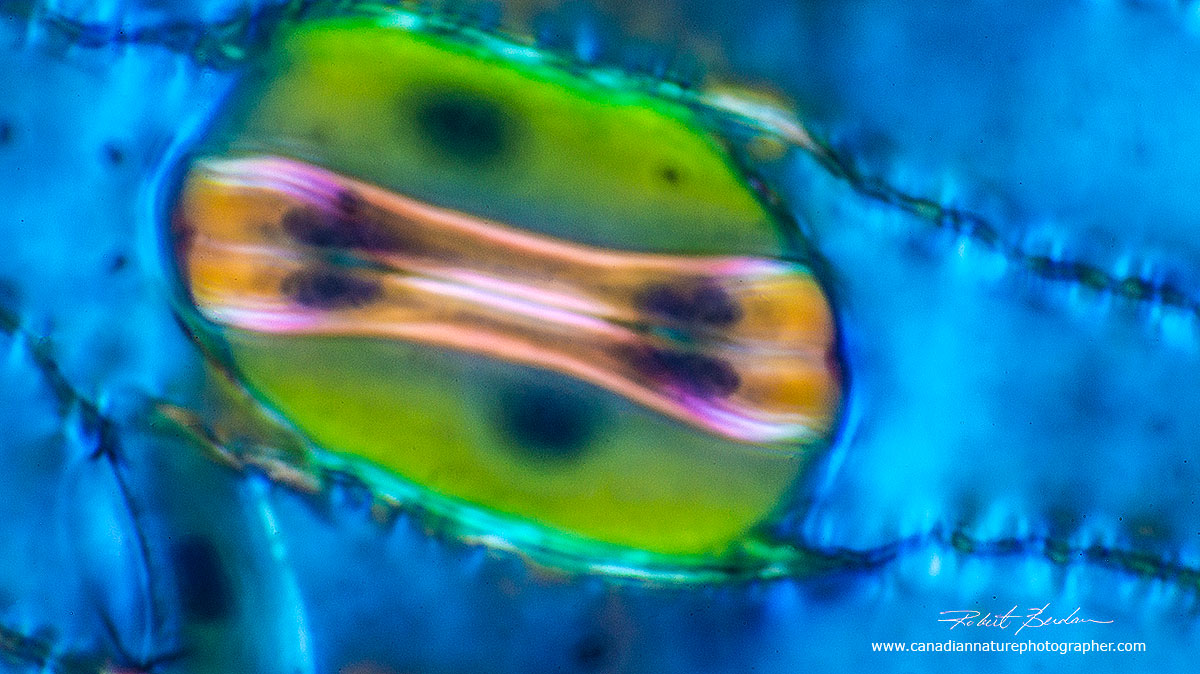 Stoma by polarized light microscopy Dr. Robert Berdan ©