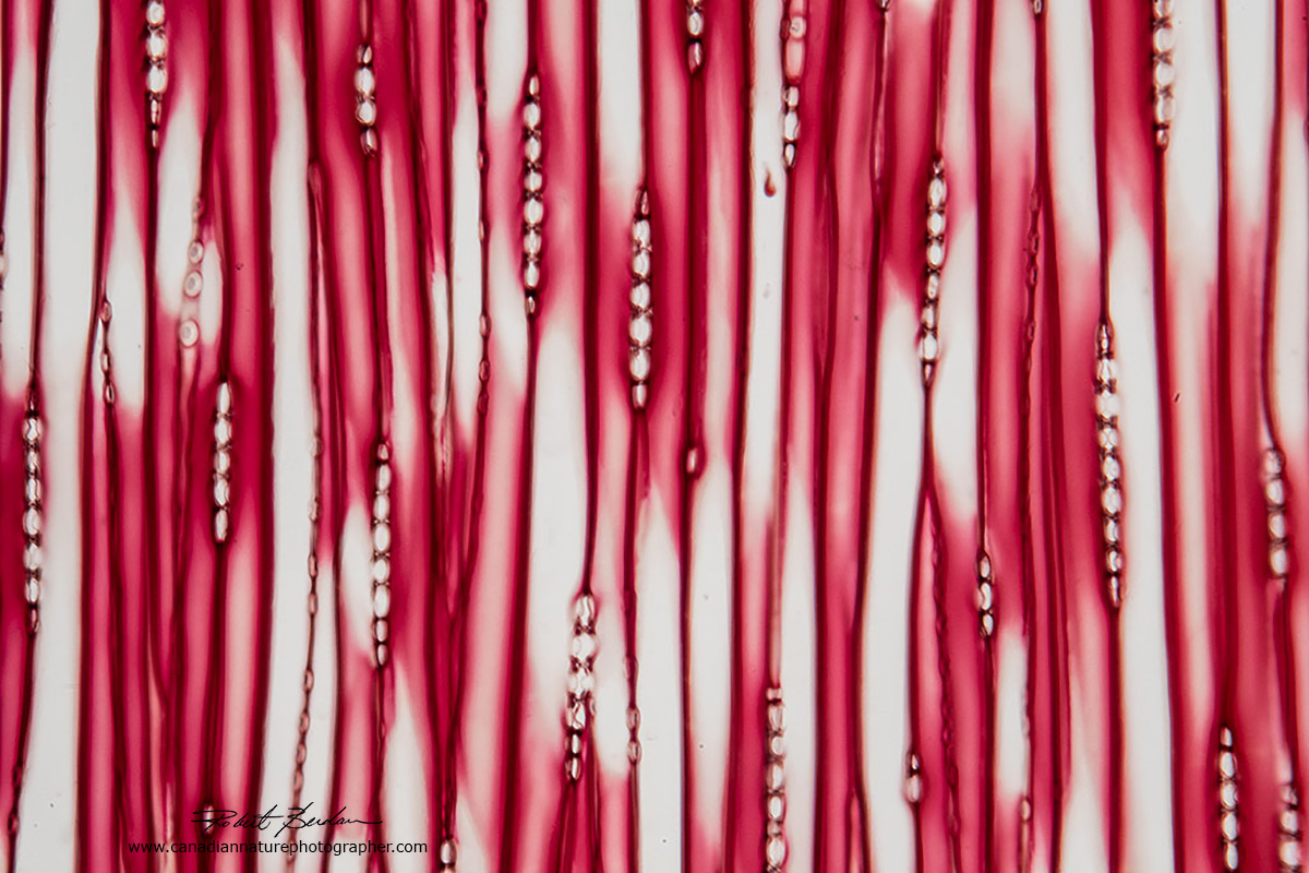 Radial section of pine wood, bright field microscopy by Dr. Robert Berdan ©