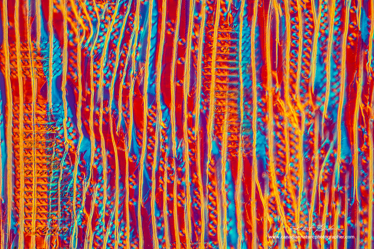 Radial section of hard wood - Polarizing microscopy 100X. by Dr. Robert Berdan ©