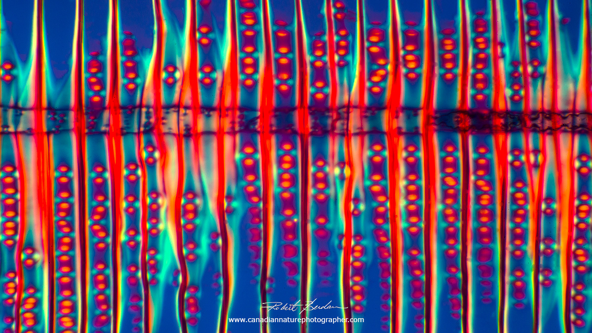 Longitudinal section through Pine wood viewed by polarizing light microscopy 400X by Dr. Robert Berdan ©