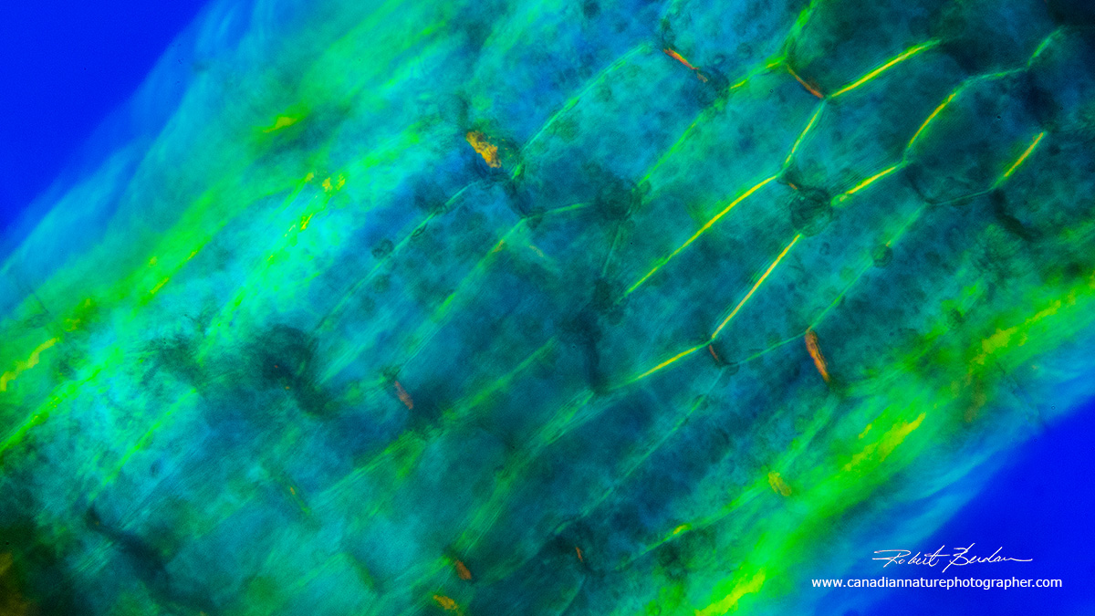 Algal stem from bladderwort in polarized light microscopy by Dr. Robert Berdan ©