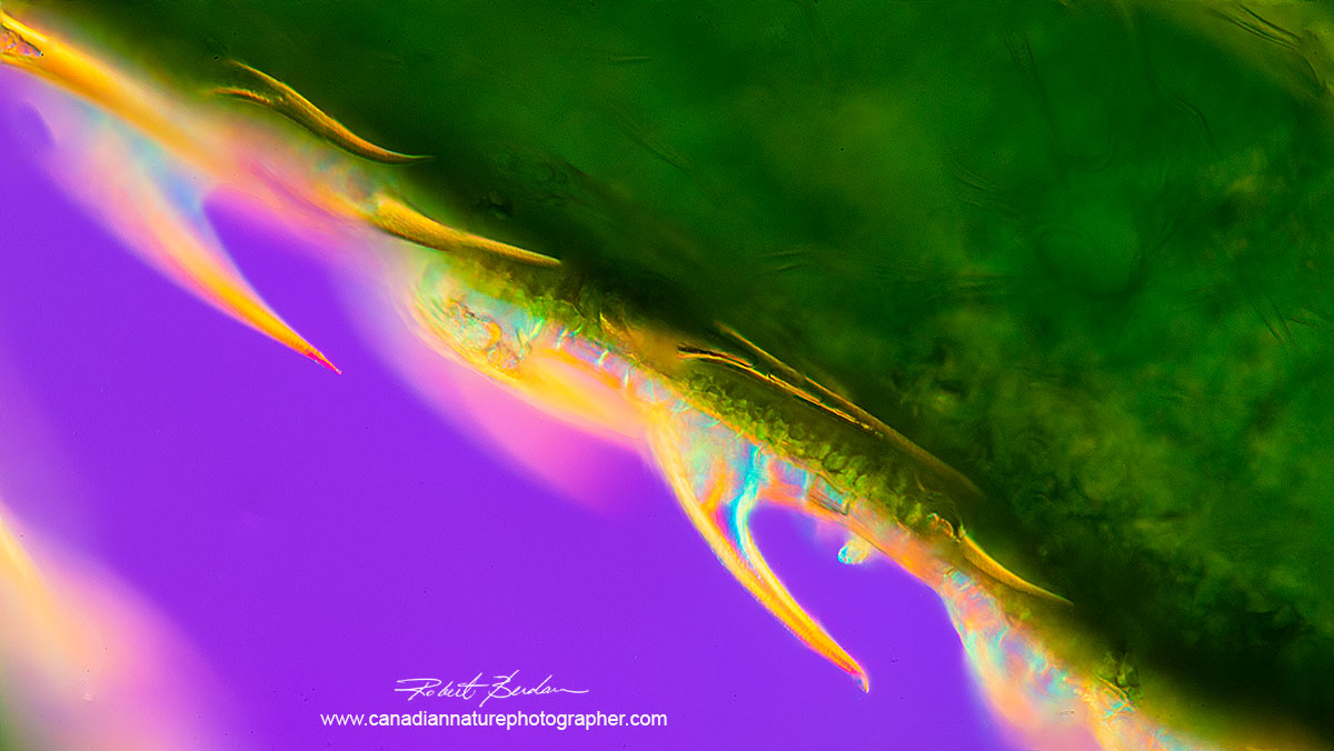 Leaf edge of Cannabis sativa showing spine like Trichomes by Robert Berdan ©