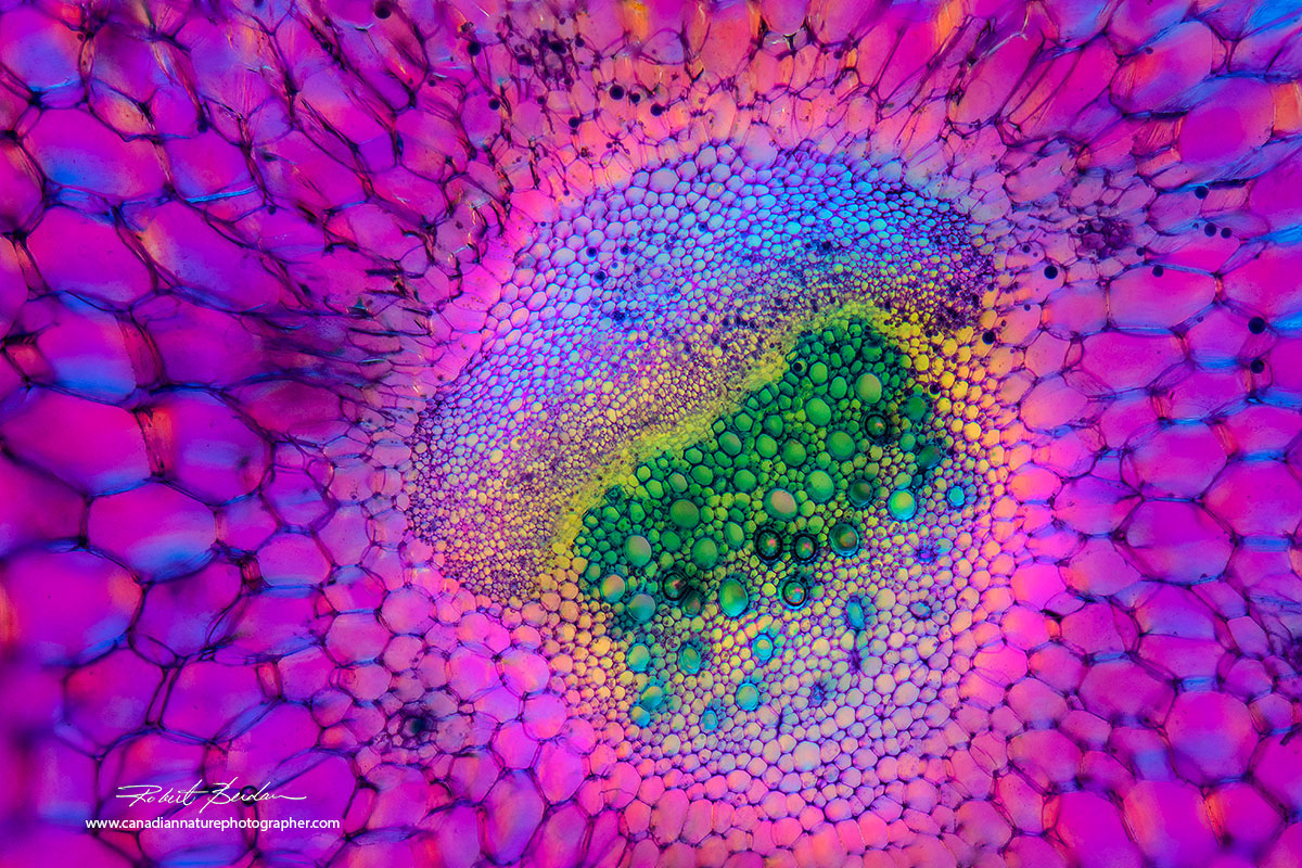 Cross section through a celery by DIC microscopy 400X by Dr. Robert Berdan ©